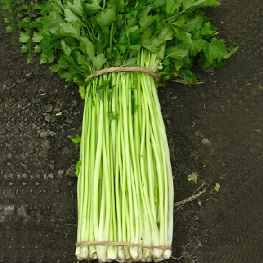 基地直供 富硒有机蔬菜 芹菜 250g本地毛芹菜 新都可配送 绿色食物