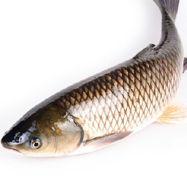 鲜活水库草鱼 2条/700g左右 水产鱼 鲜活海鲜 活鱼同城配送 新都最快