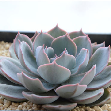 花木集团多肉植物皮氏蓝石莲 花木集团多肉植物皮氏蓝石莲
