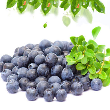 有机蓝莓新鲜蓝莓鲜果 山东野生绿色水果蓝梅